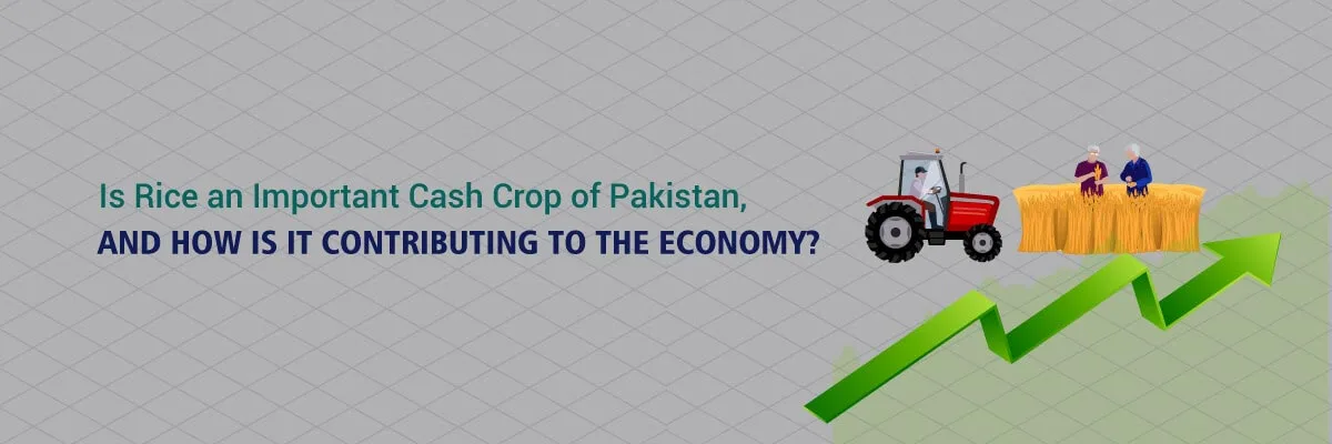 Read more about the article Is Rice an Important Cash Crop of Pakistan, and how is it contributing to the Economy?