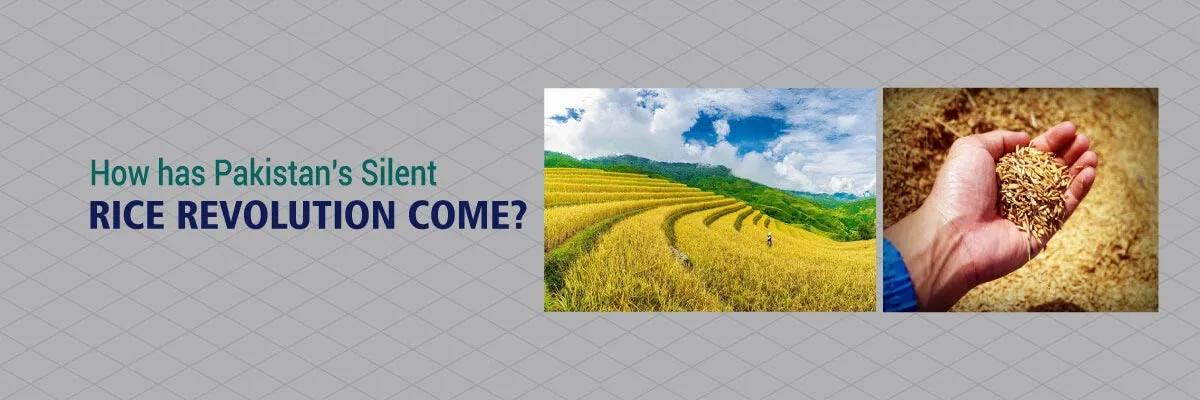 Read more about the article How has Pakistan’s Silent Rice Revolution Come?